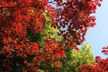 <p>colourful leaves in all seasons</p>