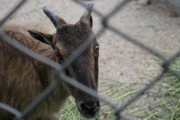One of the locals...
