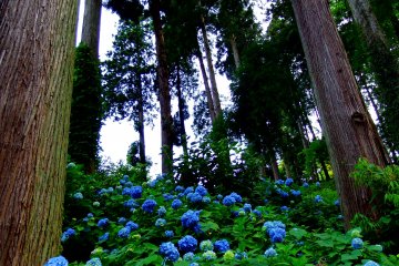 Hydrangeas at Daian-Zenji Temple