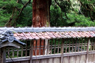 <p>600-year-old umbrella pine and the shaded roof tiles</p>