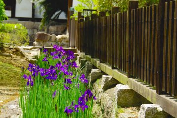 <p>Purple iris and wooden fence</p>