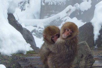 Jigokudani Monkey Park in Nagano 