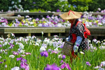 Yokosuka Shobu-en Iris Garden