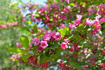 <p>Beautiful flowers in bloom on the path from the campground to the lake</p>
