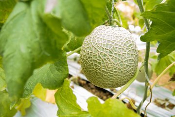 <p>Melons ripe for picking</p>