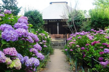 <p>A passage of hydrangeas near a sub temple</p>