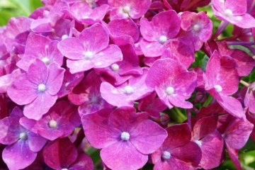 <p>Close-up of a stunning bloom</p>