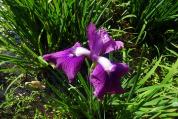 <p>An iris in bloom in the temple's inner garden</p>
