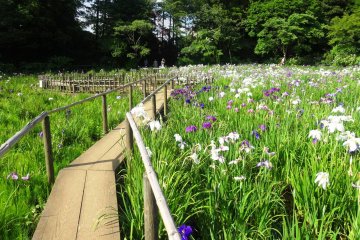 <p>The bridge through the iris garden</p>