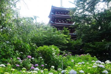 <p>The five-story pagoda fronted by hydrangea</p>