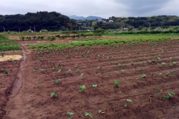 <p>Open fields, the chirping of birds, and fresh country air</p>