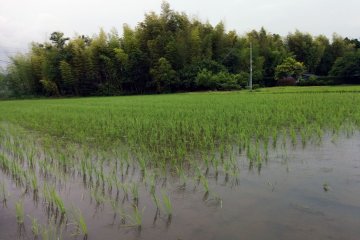 <p>No chemicals are used on the farm, so you will find frogs, insects, and birds living inside the flooded rice fields</p>