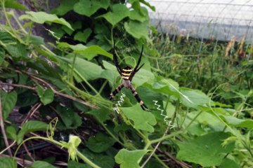 <p>A spider relaxes before the light rain</p>