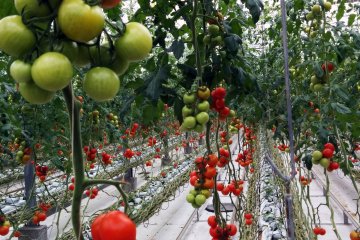 <p>At Iwaki Tomato Land. Tomatoes ripen differently, even when on the same vine</p>