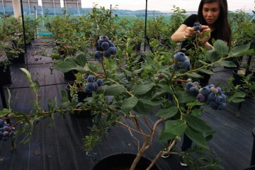 Memetik blueberry di belakang rumah kaca