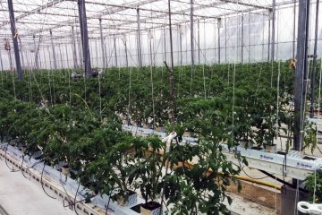 Tanaman lain yang ada termasuk bawang, berbagai paprika, dan lainnya yang ditanam di rumah kaca juga, tapi dalam skala yang jauh lebih kecil