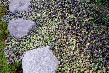 <p>Colorful plants surrounding the steppingstones</p>