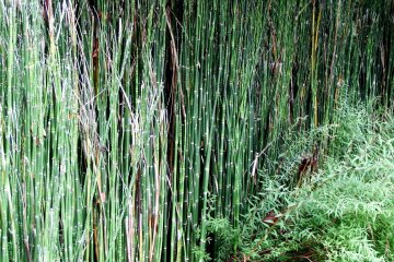<p>What are they? Bamboo children?</p>