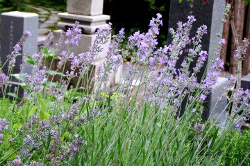 <p>Purple flowers fluttering in the wind in a silent cemetery</p>