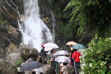 Hydrangea Festival at Mikaeri Falls
