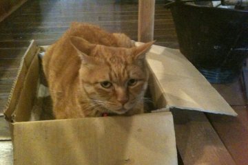 The guard cat