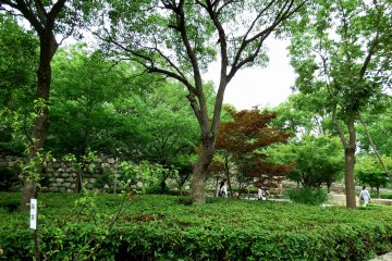 Pohon hijau subur di taman
