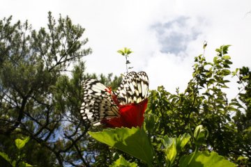 Zamami, Okinawa