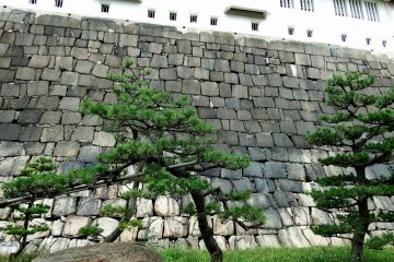 Ketika Anda masuk 'Gerbang Shikirimon' yang terbuat dari tembok batu, Anda bisa melihat pemandangan samping menara utama. Jalur itu dihiasi dengan pohon-pohon pinus yang indah.