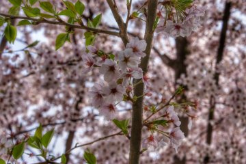 The Toden Arakawa Line is great for cherry blossom viewing