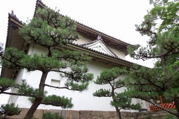 Turet Rokuban (keenam) dan pohon pinus Jepang