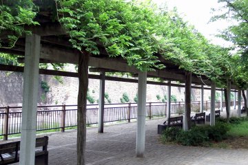 <p>Beside the Kyoikuto, there is a wisteria trellis along the Outer Moat of Osaka Castle. It must be beautiful in May when the wisteria are in full bloom</p>
