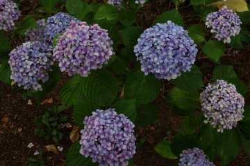 <p>When I walked to the tree-lined walkway leading straight from Kyoikuto, there were beautiful hydrangeas in full bloom</p>