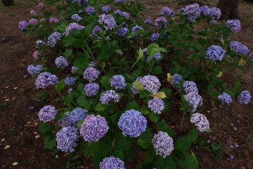<p>Overview of hydrangea bush</p>