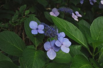 <p>Purple hydrangeas were in full bloom in the garden</p>