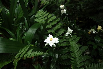 <p>Delicate white flowers</p>