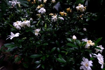 <p>Color of flowers varies from white to light yellow to deep yellow</p>