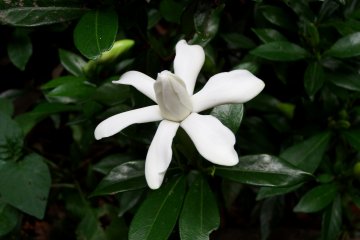 <p>Unique white flower</p>