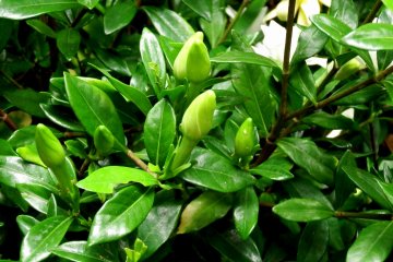 <p>Flower buds on a tree branch</p>