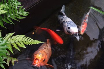 <p>Koi (carp) welcomed me. How cute!</p>