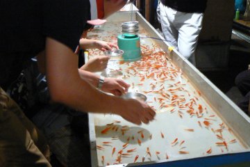 <p>If you can catch a fish&nbsp; in a tissue paper scoop, you get to take it home &nbsp;</p>