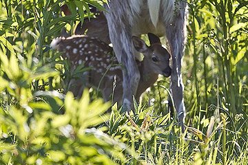<p>Bambi in Japan</p>