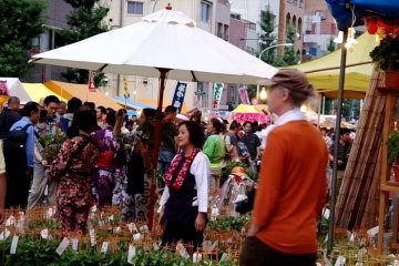 Iriya Morning Glory Festival