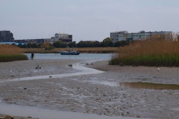 Looking for shells in the shallows