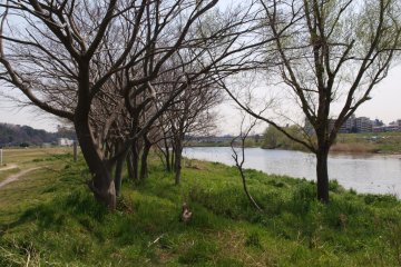 Flora on the banks of the river
