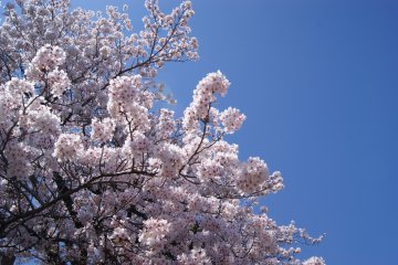 Clouds of flowers