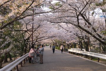 Blossoms galore along Shukugawa