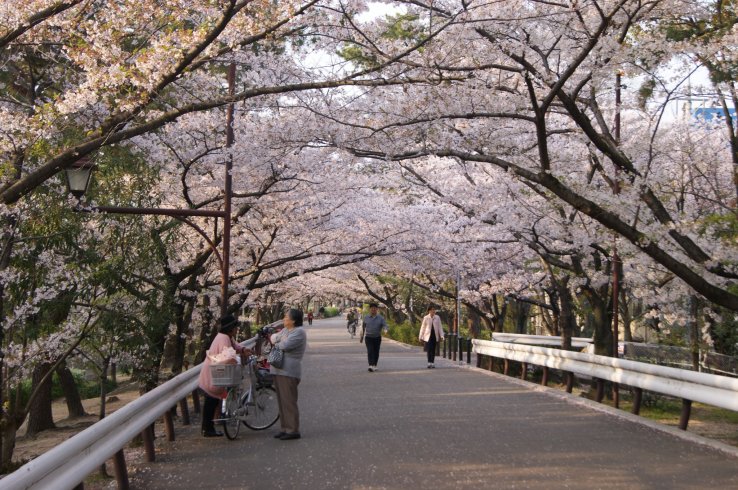 Blossoms galore along Shukugawa