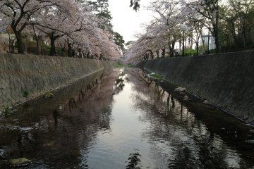 River reflections mean double the flowers!