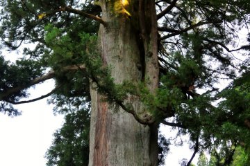 <p>A 1,200 year old cedar tree is 'hidden' to the left side of the temple.</p>