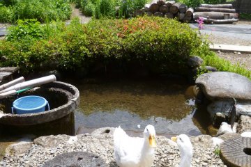 <p>These 'locals' greeted us on our way to the aquarium.</p>